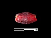 藏品(玻璃珠)的圖片