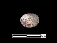 藏品(玻璃珠)的圖片