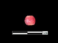 藏品(玻璃珠)的圖片