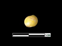 藏品(玻璃珠)的圖片