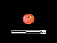 藏品(玻璃珠)的圖片