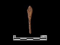 藏品(箭頭)的圖片