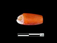 藏品(玉髓珠)的圖片