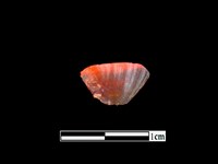 藏品(玉髓珠)的圖片