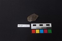 藏品(陶片)的圖片