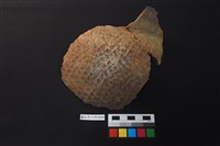 藏品(陶片)的圖片