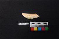 藏品(陶片)的圖片