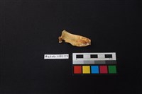 藏品(陶片)的圖片