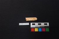 藏品(陶片)的圖片