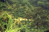 藏品(1950至2006年臺灣常民生活)的圖片