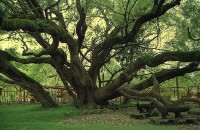 藏品(1950至2006年臺灣常民生活)的圖片