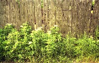 藏品(1950至2006年臺灣常民生活)的圖片