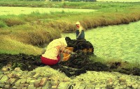 藏品(1950至2006年臺灣常民生活)的圖片