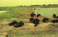 藏品(1950至2006年臺灣常民生活)的圖片