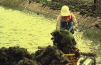 藏品(1950至2006年臺灣常民生活)的圖片