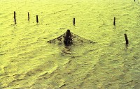 藏品(1950至2006年臺灣常民生活)的圖片