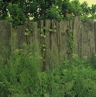 藏品(1950至2006年臺灣常民生活)的圖片