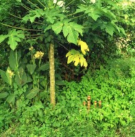 藏品(1950至2006年臺灣常民生活)的圖片