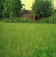 藏品(1950至2006年臺灣常民生活)的圖片