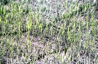 藏品(1950至2006年臺灣常民生活)的圖片