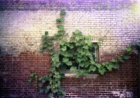 藏品(1950至2006年臺灣常民生活)的圖片