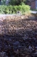 藏品(1950至2006年臺灣常民生活)的圖片