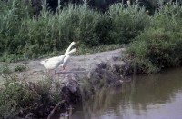 藏品(1950至2006年臺灣常民生活)的圖片