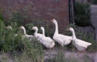 藏品(1950至2006年臺灣常民生活)的圖片