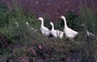 藏品(1950至2006年臺灣常民生活)的圖片