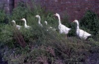 藏品(1950至2006年臺灣常民生活)的圖片