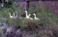 藏品(1950至2006年臺灣常民生活)的圖片