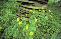 藏品(1950至2006年臺灣常民生活)的圖片