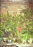 藏品(1950至2006年臺灣常民生活)的圖片