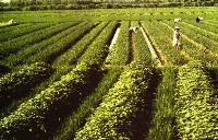 藏品(1950至2006年臺灣常民生活)的圖片