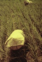 藏品(1950至2006年臺灣常民生活)的圖片