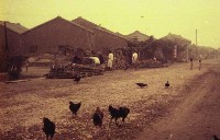 藏品(放養雞（1950至2006年臺灣常民生活）)的圖片