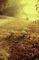 藏品(1950至2006年臺灣常民生活)的圖片