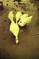 藏品(1950至2006年臺灣常民生活)的圖片