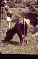 藏品(1950至2006年臺灣常民生活)的圖片