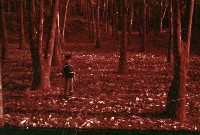 藏品(1950至2006年臺灣常民生活)的圖片