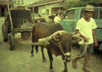 藏品(1950至2006年臺灣常民生活)的圖片