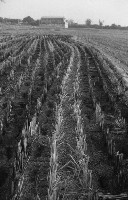 藏品(1950至2006年臺灣常民生活)的圖片