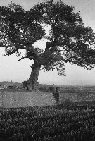 藏品(1950至2006年臺灣常民生活)的圖片