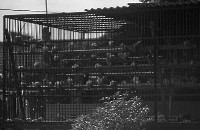 藏品(1950至2006年臺灣常民生活)的圖片