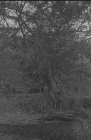 藏品(1950至2006年臺灣常民生活)的圖片