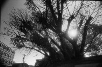 藏品(1950至2006年臺灣常民生活)的圖片