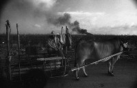 藏品(1950至2006年臺灣常民生活)的圖片