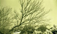 藏品(1950至2006年臺灣常民生活)的圖片