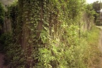 藏品(1950至2006年臺灣常民生活)的圖片