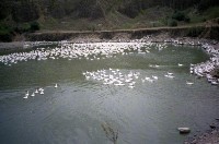 藏品(1950至2006年臺灣常民生活)的圖片